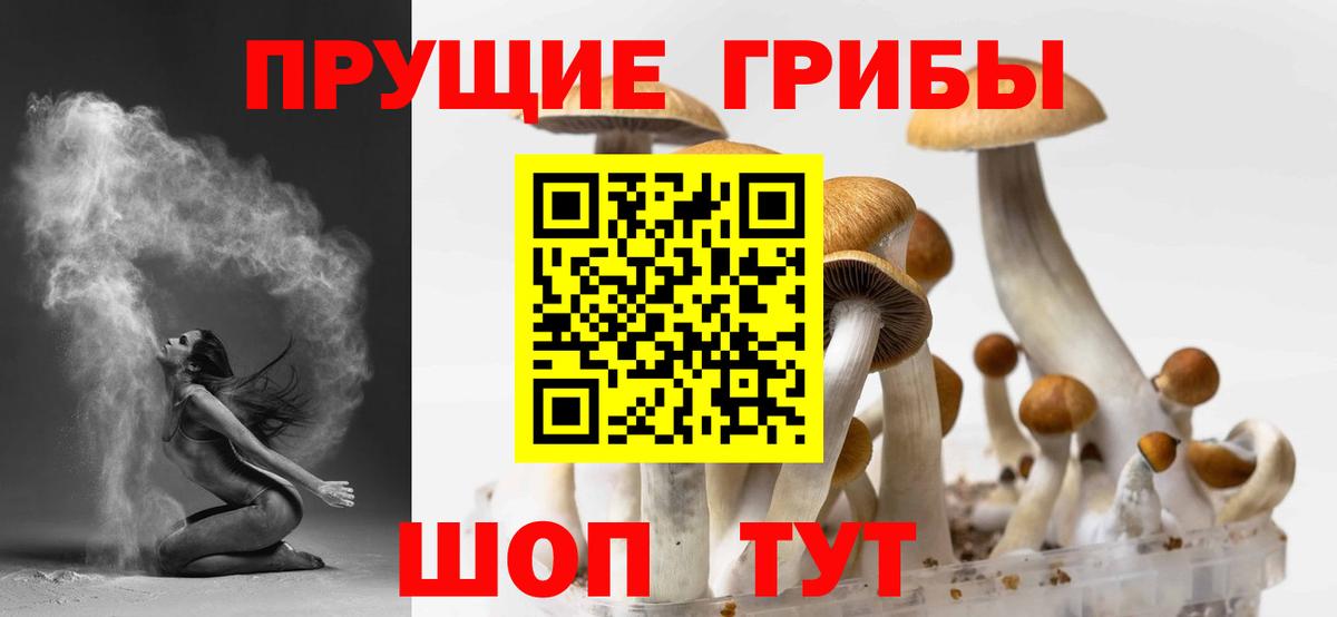 Галлюциногенные грибы Psilocybine cubensis Гурьевск